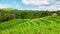 Beautiful view of green rice growing on tropical field terraces
