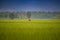 Beautiful view Green rice seedlings cornfield