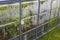 Beautiful view of greenhouse with condensation on windows walls. Organic gardening concept.