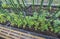 Beautiful view of greenhouse interior with tomatoes automatic watering system.