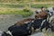 Beautiful view of group of  colorful cows in the field on beautiful summer day. Agriculture concept.