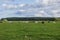 Beautiful view of group of cows grazing on pasture with green grass on warm autumn day.