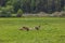 Beautiful view of group of cows lying in field on summer sunny day.  Animal concept.