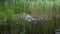 Beautiful view on a gull on big rock surrounded with green lake grass.