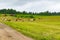 Beautiful view, herd of cows on a pasture in summer in countryside