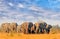 Beautiful view of a herd of elephants walking on the yellow plains with a lovely blue wispy sky