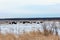 A beautiful view of a herd of plains bison roaming the open plains during a cold winter day