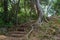 Beautiful view of a hiking trail with trees roots and a staircase located in Kamakura, Japan.