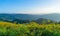 Beautiful view of a hill of yellow marigold flowers with trees behind.