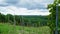 Beautiful view of the hills and forests. Vineyard and crops in the foreground. Roztocze, Poland