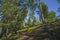 Beautiful view of hilly forest terrain on sunny summer day.