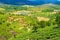 Beautiful view of India with green tea plantations, river, hills