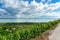 Beautiful view of Lake Balaton with vineyards from the Badacsony hill
