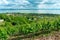 Beautiful view of Lake Balaton with vineyards from the Badacsony hill