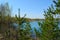 Beautiful view of lake through pine trees. Russian landscape.