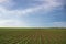 Beautiful view of a large agricultural field with growing plants