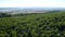 Beautiful view of a large green field of vineyard taking video with drone concept of farming industry