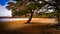 Beautiful view of Loch Morlich with stunning tree in Aviemore forest in late summer