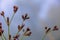 Beautiful view of a Luzula multiflora specimen plant on a blurry gray background