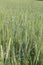 Beautiful view of the millet wheat growing in the field on a sunny summer day