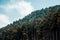 Beautiful view of a mountainside forest in Darjeeling, India