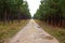 Beautiful view of a muddy road going through the amazing tall trees