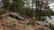 Beautiful view on nature landscape from rocky forest hill. Tall trees, green plants, yellow grass and lake down on the coast line.