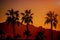 Beautiful view nature mountain of arizona with silhouette palm tree on the sunset time