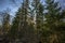 Beautiful view of nature rocky landscape. Green forest trees on blue sky background. Gorgeous spring time