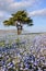 Beautiful view of nemophila baby blue eyes flowers at Seaside Park, Ibaraki