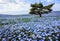 Beautiful view of nemophila baby blue eyes flowers at Seaside Park, Ibaraki