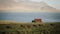 Beautiful view of North nature. The herd of wild icelandic horses running in gallop through the field near the old house