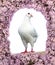 Beautiful view of one white pigeon