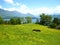 Beautiful view over the turquoise Lake Lucerne with snow-covered mountains, yachts, sailboats and two brown horses in a beautiful