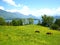 Beautiful view over the turquoise swiss Lake with snow-covered mountains, yachts, sailboats and two brown horses in a beautiful