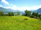 Beautiful view over the turquoise swiss lake with snow-covered mountains, yachts, sailboats and two brown horses in a beautiful