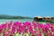 Beautiful view of overwater bungalows and bougainvillea