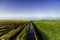 Beautiful view paddy fields at morning. concrete water canal and single tree for paddy rice field irrigation