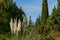 Beautiful view with Pampas grass, evergreen cypresses Cupressus Sempervirens, Himalayan cedars in Sochi.