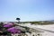 A beautiful view of a par 3 golf hole surrounded by ocean and purple flowers, along 17 mile drive outside Carmel by the Sea