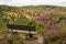 Beautiful view with park bench in the LÃ¼neburg Heath Nature Park Nature Reserve during the heath blossom, Totengrund, Northern