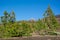 Beautiful view of the Parque Nacional del Teide on Tenerife. Teide Volcano on the background.