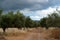 Beautiful view of a pathway with trees and rural environment around