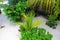 Beautiful view on pice of private garden. Juicy green plants on white sand background