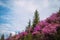 Beautiful view of pink rhododendron flowes blooming on mountain slope with green trees and blue cloudy sky. Beauty of nature