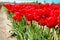 Beautiful view of pink tulips under sunlight