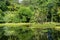 Beautiful view of the pond and nature in Terra Nostra Park, Furnas, Sao Miguel, Azores, Portugal