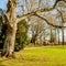 Beautiful view of the Proosdij park with its trees, dirt road and its old bridge in the background