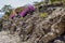 Beautiful view of purple and red flowers among the rocks of an arid terrain