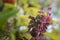 Beautiful view of purplish green-leaved holy basil Krishna tulsi aromatic perennial plant. Also called as Ocimum tenuiflorum.